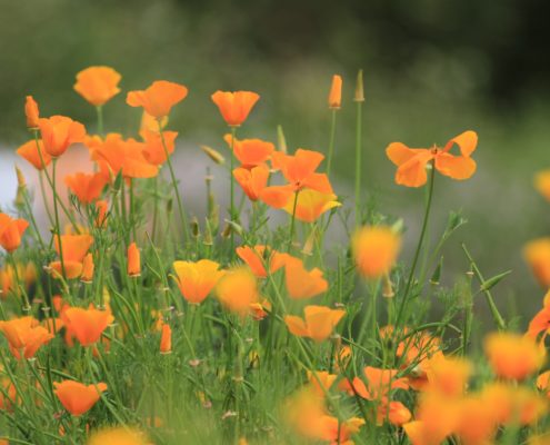 Kew Poppys